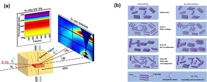 Shanghai Synchrotron Radiation Facility Deciphers Real-Time Morphology Evolution in All-Polymer Solar Cells During Solvent Vapor 